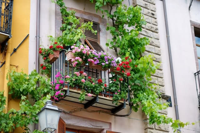 balkon z pelargoniami