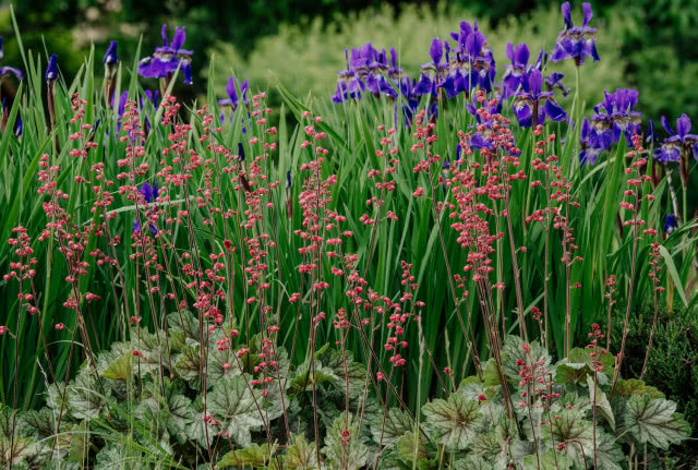 żurawka i kwitnące wiosną irysy w ogrodzie