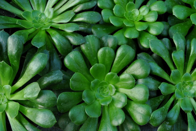 Jak zaprojektować mały ogród przy zabudowie szeregowej?