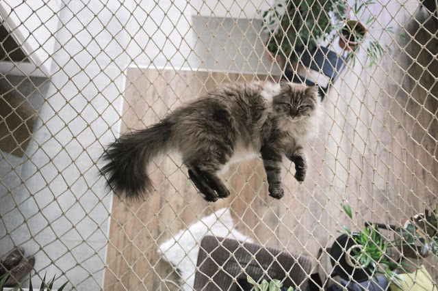 Hamak dla kota z siatki rybackiej