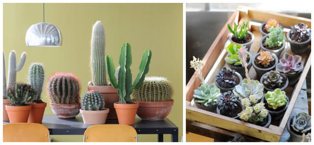 Sukulenty to bardzo zróżnicowana grupa roślin, należą do nich kaktusy i popularne na naszych skalniakach rozchodniki.