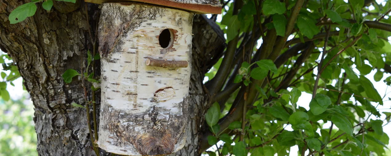 Budka lęgowa dla ptaków - czy warto ją mieć w ogrodzie?