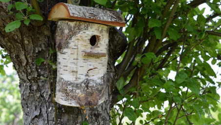 Budka lęgowa dla ptaków - czy warto ją mieć w ogrodzie?