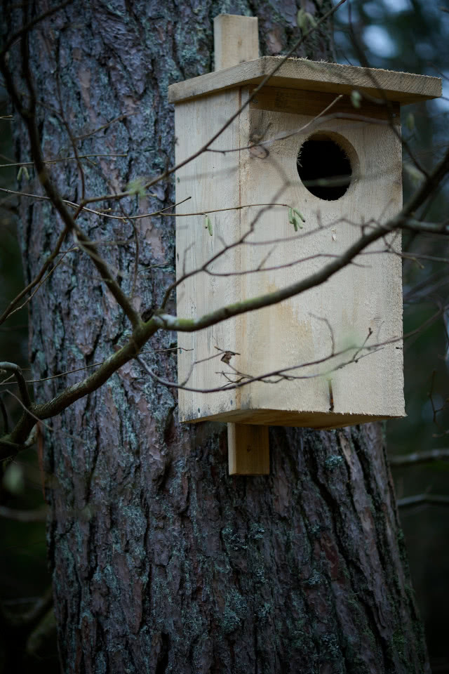 budka lęgowa