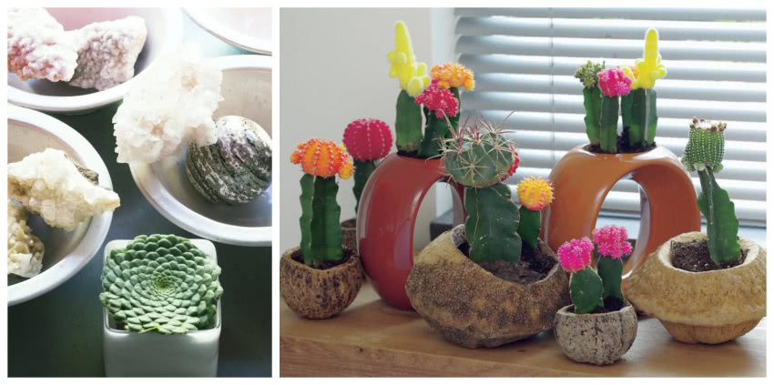 Sukulenty nie mają rozbudowanego systemu...