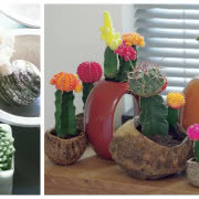 Kolekcja sukulentów