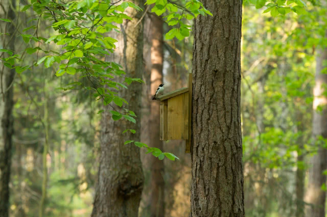 budka lęgowa