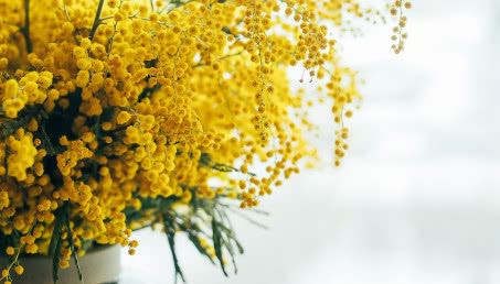 Mimoza - jak wygląda i jak ją uprawiać?