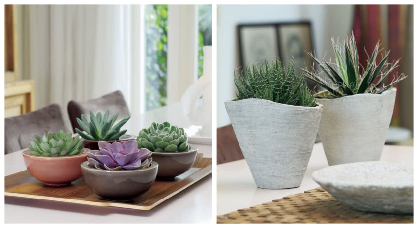 Główną zaletą sukulentów jest to, że nie są zbyt...