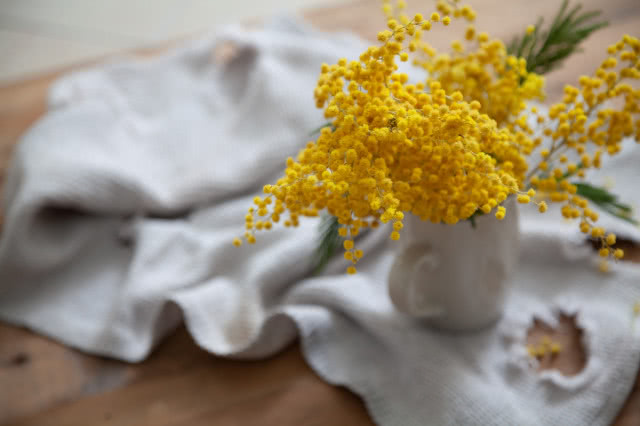 Mimoza - jak wygląda i jak ją uprawiać?