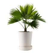 Roślina doniczkowa Livistona Rotundifolia