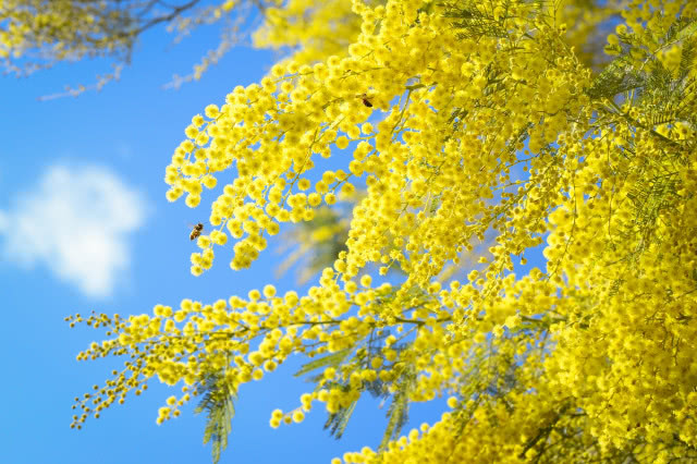 Mimoza - jak wygląda i jak ją uprawiać?