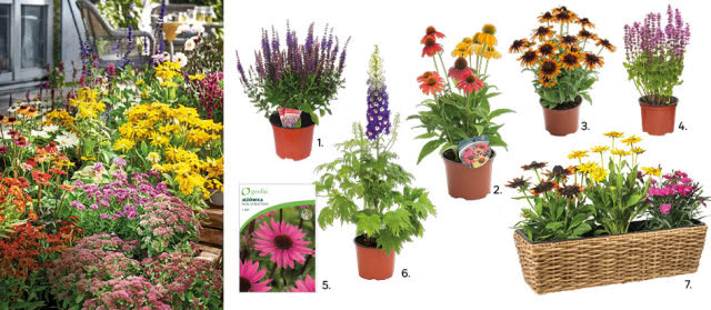 1. Szałwia - byliny kwitnące mix 30-60 cm,19,97zł/ szt., kod 45443671, 2. Jeżówka - byliny kwitnące mix 30-60 cm,19,97zł/ szt., kod 45443671, 3. Gailardia - byliny kwitnące mix 30-60 cm,19,97zł/ szt., kod 45443671, 4. Byliny kwitnące mix 30-60 cm,19,97zł/ szt., kod 45443671, 5. Jeżówka Fatal Attraction 1szt. cebulki kwiatów Geolia 24,99 zł, kod 45429251, 6. Byliny kwitnące mix 30-60 cm,19,97zł/ szt., kod 45443671, 7. Byliny kwitnące mix 30-60 cm,19,97zł/ szt., kod 45443671