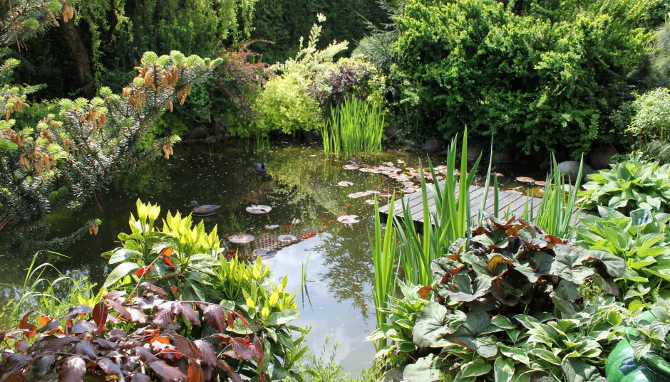 Jak wybrać rośliny do oczka wodnego?