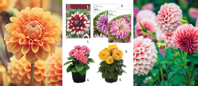 1. Dalia dekoracyjna Duet 1szt. cebulki kwiatów 9,99zł/ opak., kod 86408405, 2. Dalia Table Dancer 1 szt. cebulki kwiatów Geolia 22,99zł kod 90187204, 3. Dalia Sir Alf Ramsey 1 szt. cebulki kwiatów Geolia 21,99zł kod 90187206, 4. Dalia premium 15-20 cm 12,99zł/ szt., kod 94606586, 5. Dalia Dahilietta 20-30 cm 14,99zł/ szt., kod 90845619