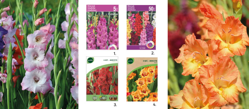 1. Mieczyk Fidelio niebieski 5szt. cebulki...