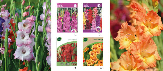 1. Mieczyk Fidelio niebieski 5szt. cebulki kwiatów 7,99zł/ opak., kod 86408396, 2. Mieczyk mix 50 szt. cebulki kwiatów 29,99zł/ opak., kod 86408395, 3. Mieczyk Espresso, Geolia 9,88zł/ opak, kod 90187211, 4. Mieczyk Alice 10/12 5 szt. cebulki kwiatów Geolia 9,88zł/ opak, kod 90187211, 2.