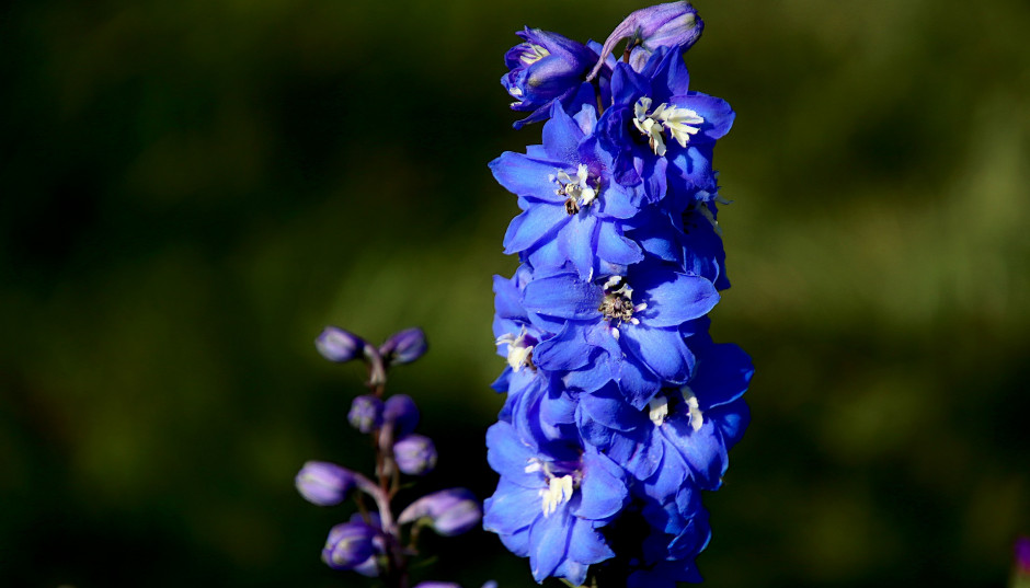 Majestatyczne ostróżki - kompendium uprawy i pielęgnacji