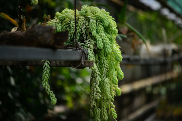 Sedum Morganianum
