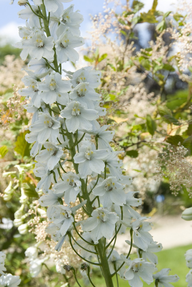 białe kwiaty ostróżki