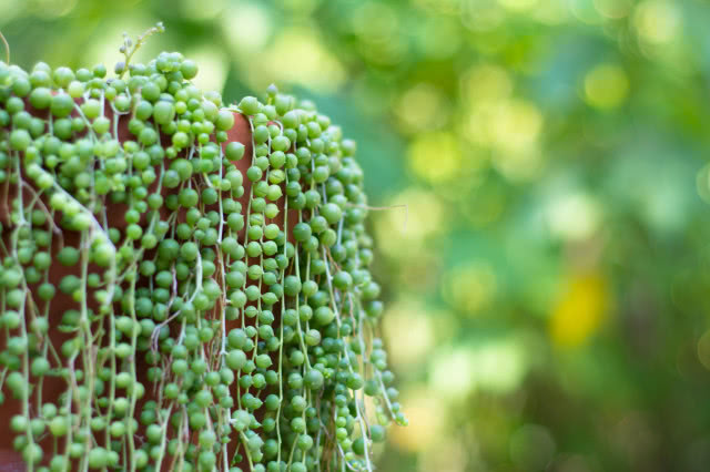 Senecio Rowleyanus