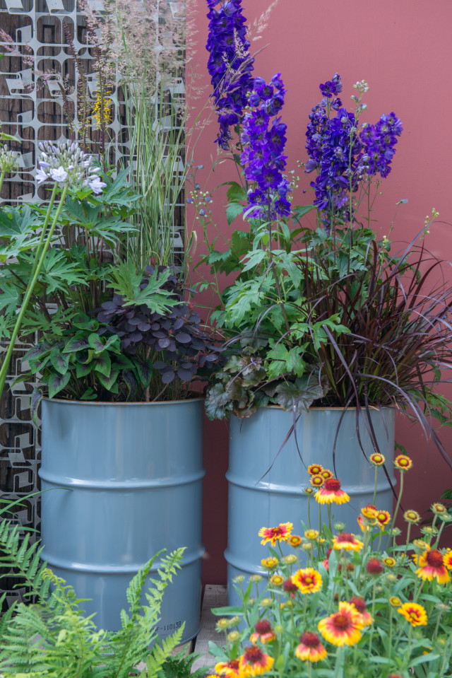 niebieskie kwiaty ostróżki