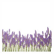 Fototapeta - lawenda