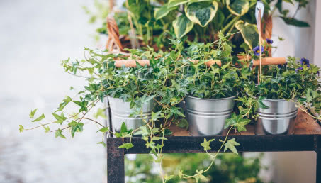6 wyjątkowych roślin zwisających, które musisz mieć w swoim domu