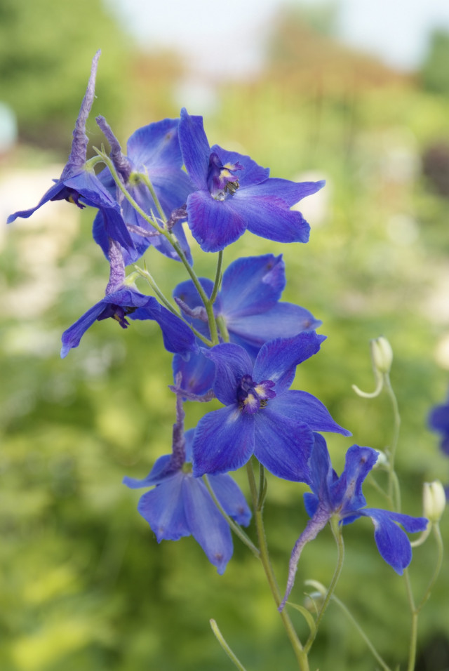 niebieskie kwiaty ostróżki