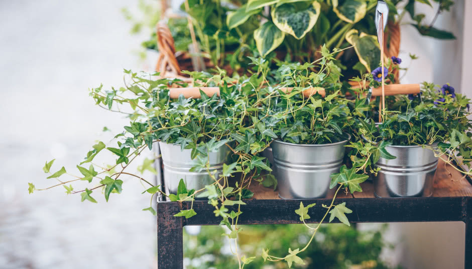 6 wyjątkowych roślin zwisających, które musisz mieć w swoim domu