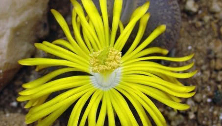 Żywe kamienie - fenomen w świecie roślin