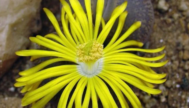 Żywe kamienie - fenomen w świecie roślin