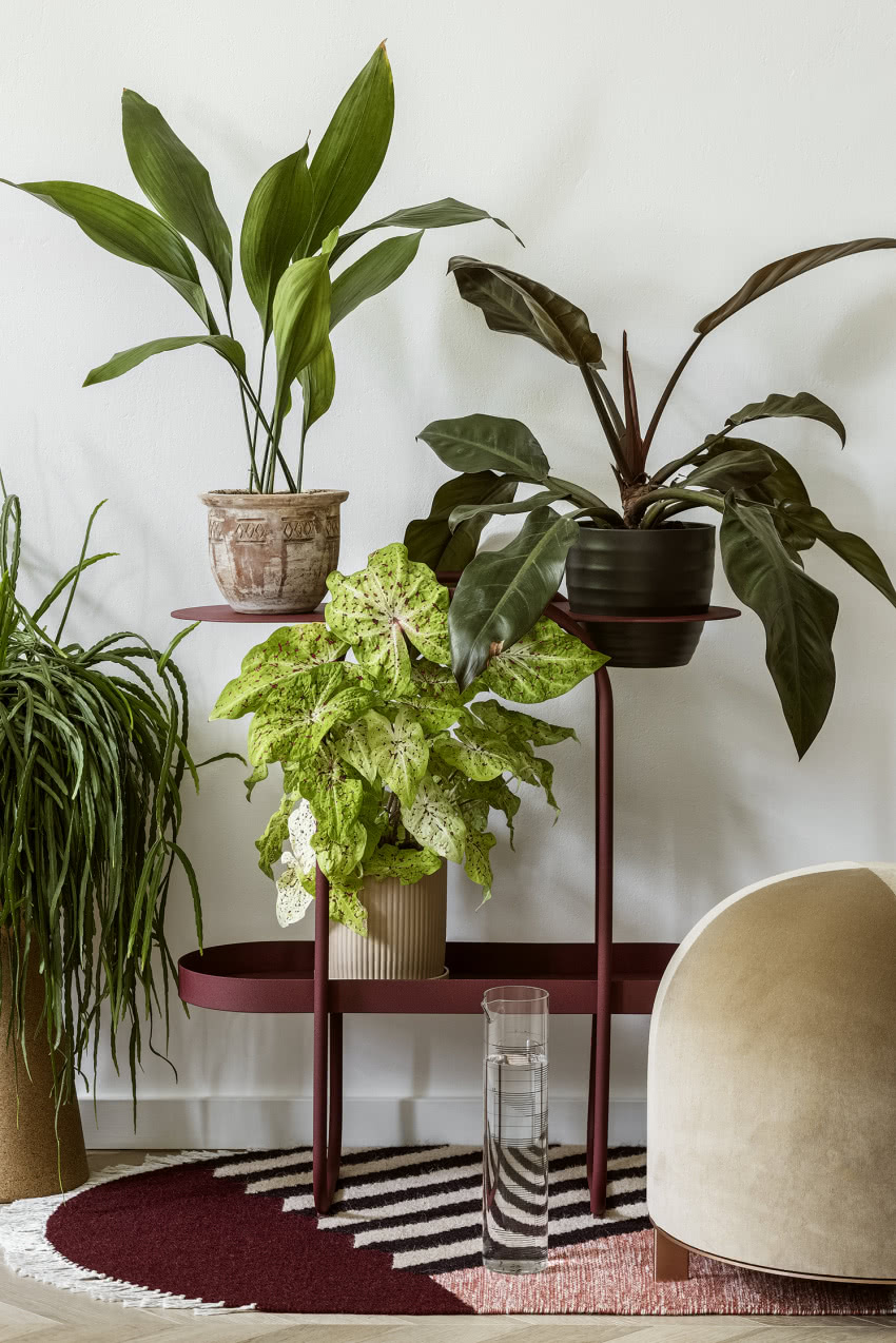 Kwietnik Doppi (Bujnie), pufa z rodziny
Stado...