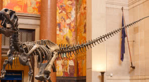 Powstanie Muzeum Historii Naturalnej w Warszawie. PAN rozpoczęła prace