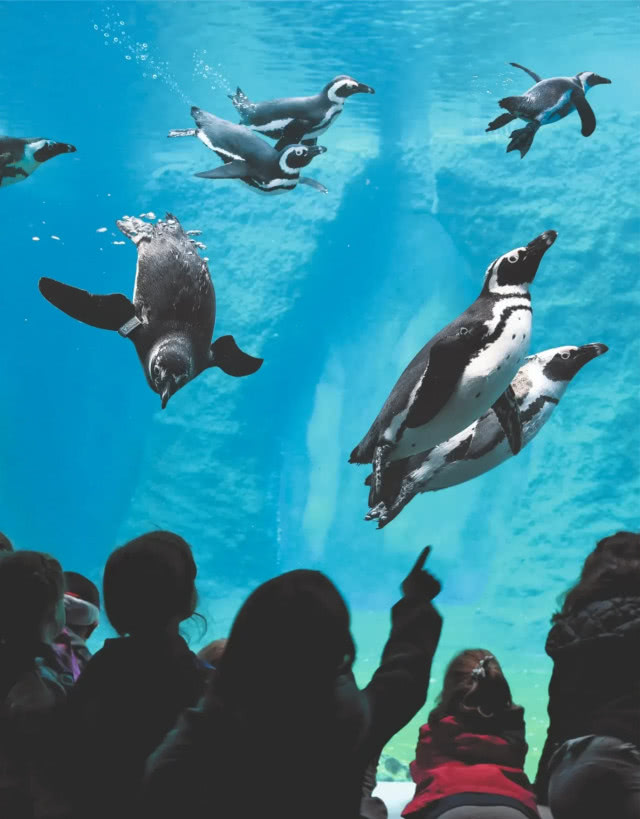 dzieci patrzące na pingwiny