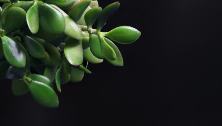 Drzewko szczęścia - piękna roślina dla zapracowanych