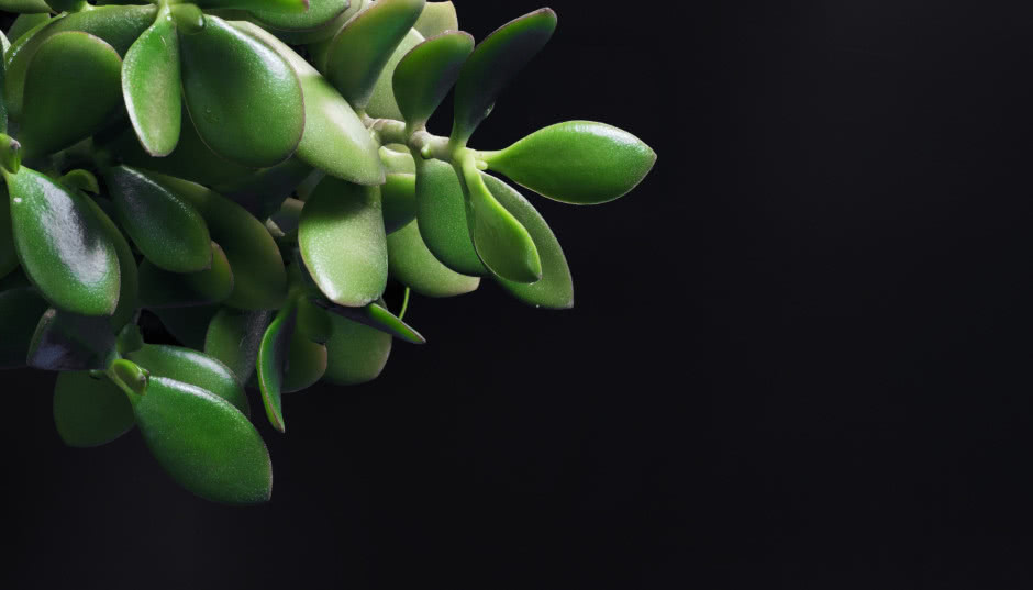 Drzewko szczęścia - piękna roślina dla zapracowanych