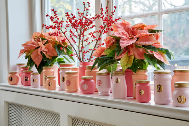 Poinsecje - gwiazdy zimowych dekoracji, które odmienią dom i świąteczny stół