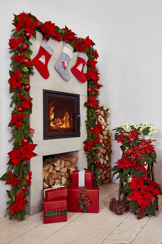Poinsecje - gwiazdy zimowych dekoracji, które odmienią dom i świąteczny stół