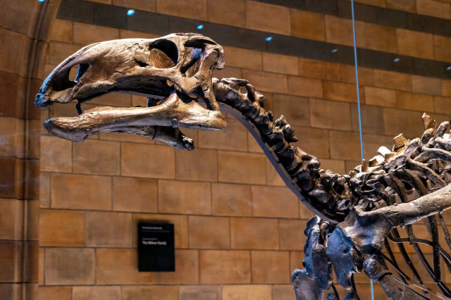 szkielet dinozaura