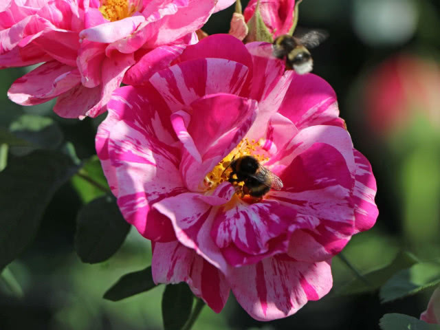 zbliżenie na różę