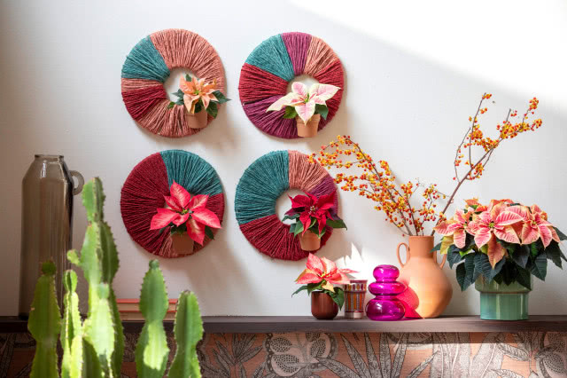 Poinsecje - gwiazdy zimowych dekoracji, które odmienią dom i świąteczny stół