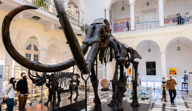 szkielet mamuta