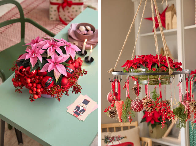 Poinsecje - gwiazdy zimowych dekoracji, które odmienią dom i świąteczny stół