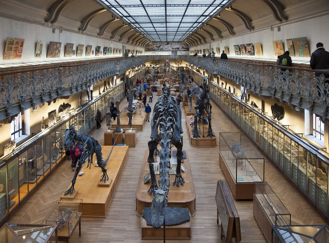 Galeria Paleontologii i Anatomii Porównawczej Paryż