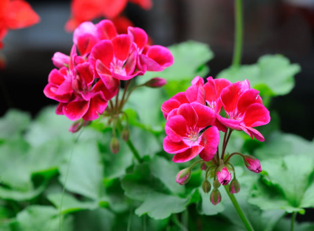 Pelargonia