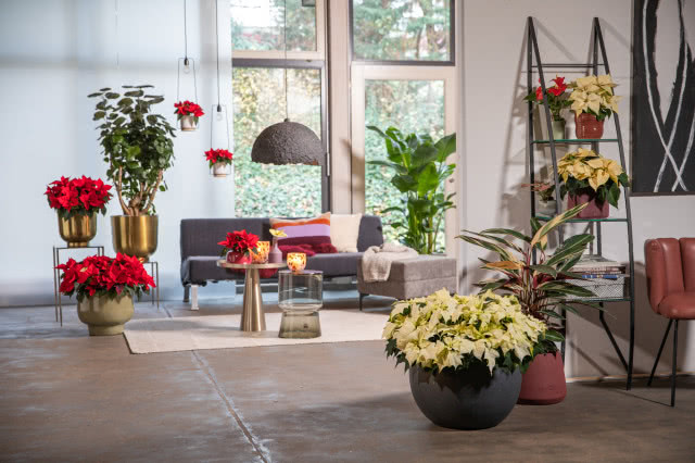 Poinsecje - gwiazdy zimowych dekoracji, które odmienią dom i świąteczny stół