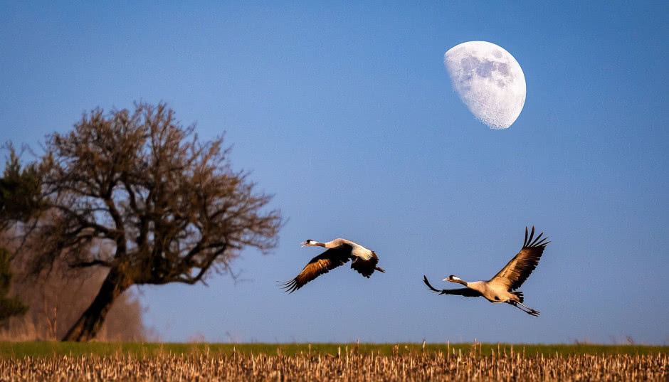 Kalendarz księżycowy ogrodnika 2025: co i kiedy siać? Kalendarz biodynamiczny