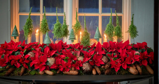 Poinsecje - gwiazdy zimowych dekoracji, które odmienią dom i świąteczny stół