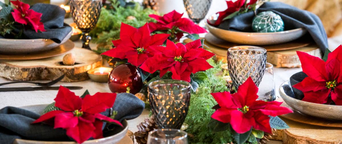 Poinsecje - gwiazdy zimowych dekoracji, które odmienią dom i świąteczny stół